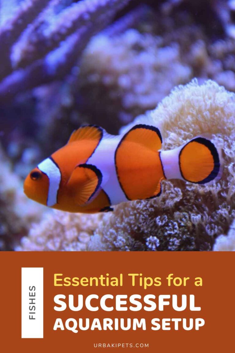 View of Essential Tips for a Successful Aquarium Setup and Maintenance – Urbaki ...
