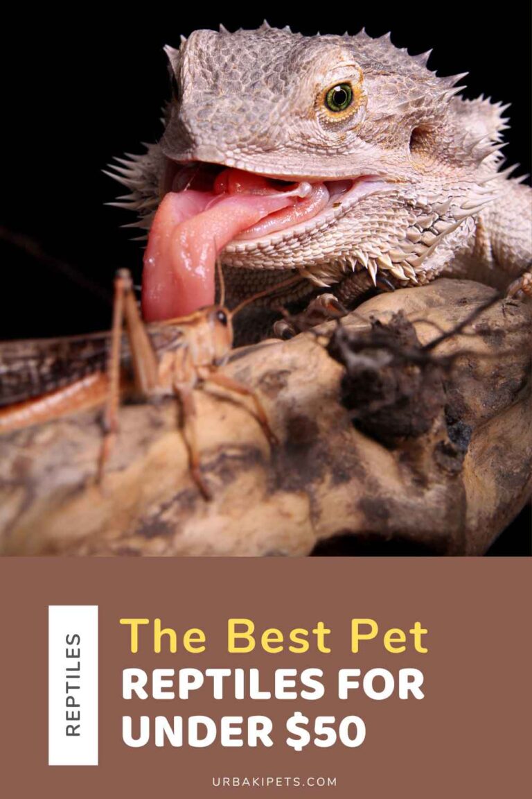 The Best Pet Reptiles For Under 50 Urbaki Pets