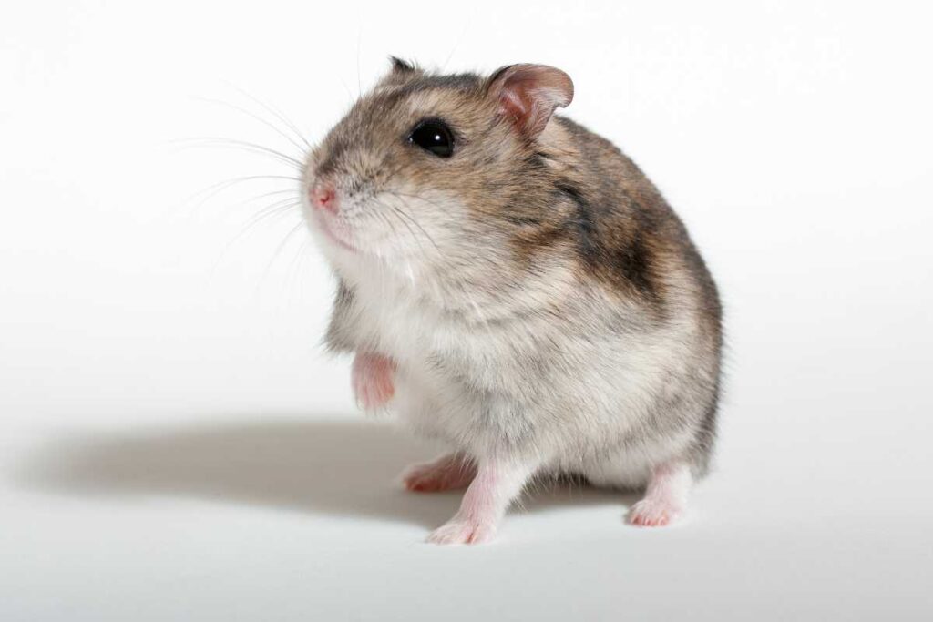 Picture of Image result for Hamster illnesses in animals
