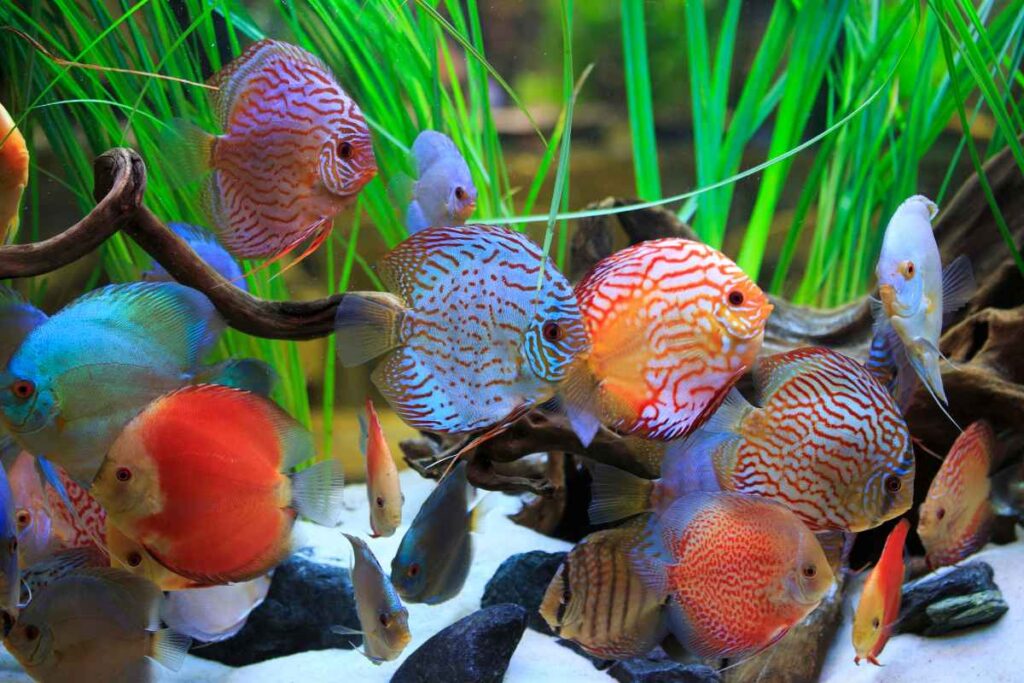 How to Keep Discus Fish: A Comprehensive Guide – Urbaki Pets