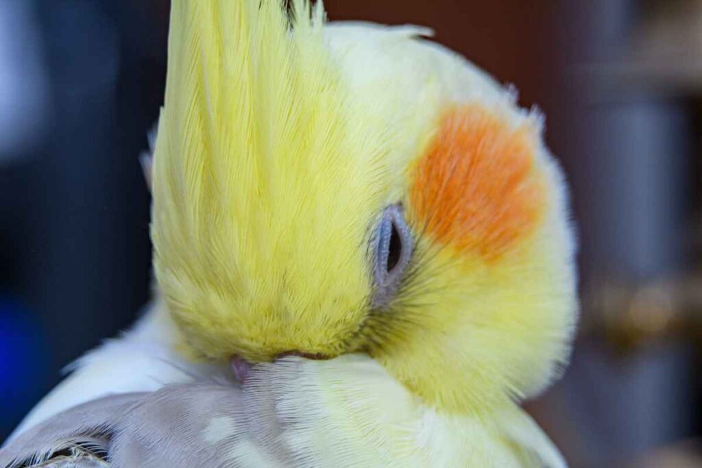 How To Recognize Feather Plucking Photo Inspiration