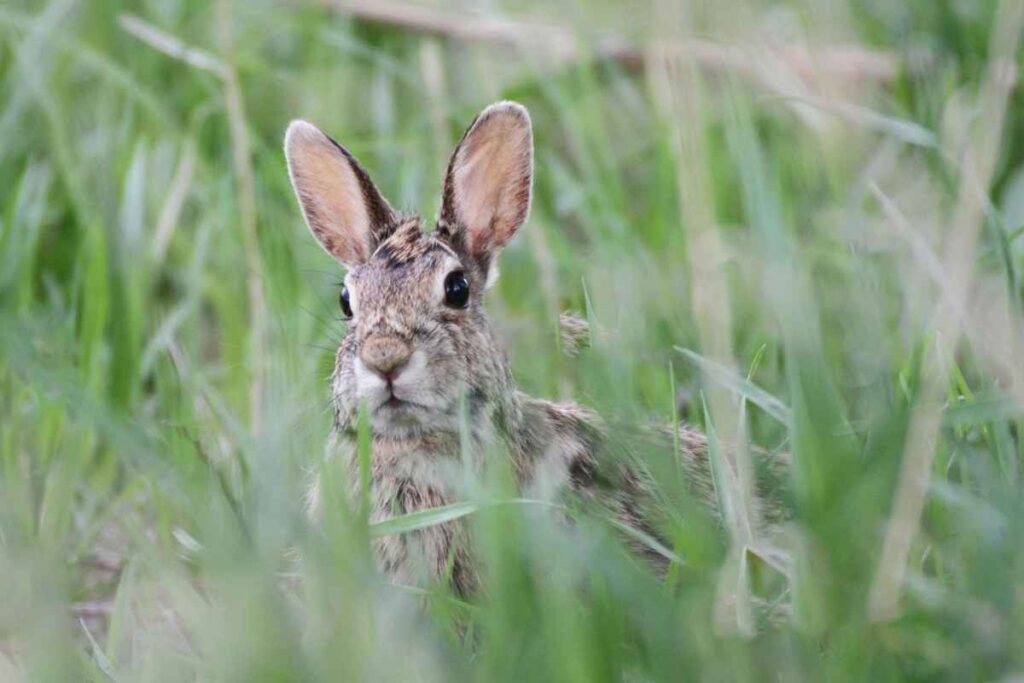 Wild vs. Domestic Rabbits: Key Differences and Fascinating Facts ...