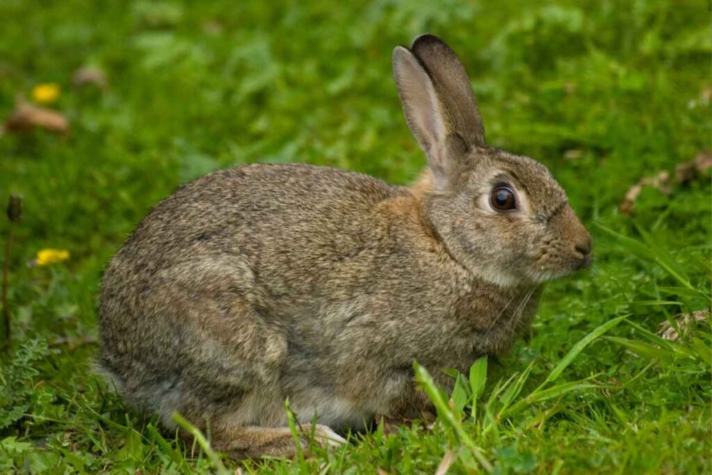 Wild vs. Domestic Rabbits: Key Differences and Fascinating Facts ...