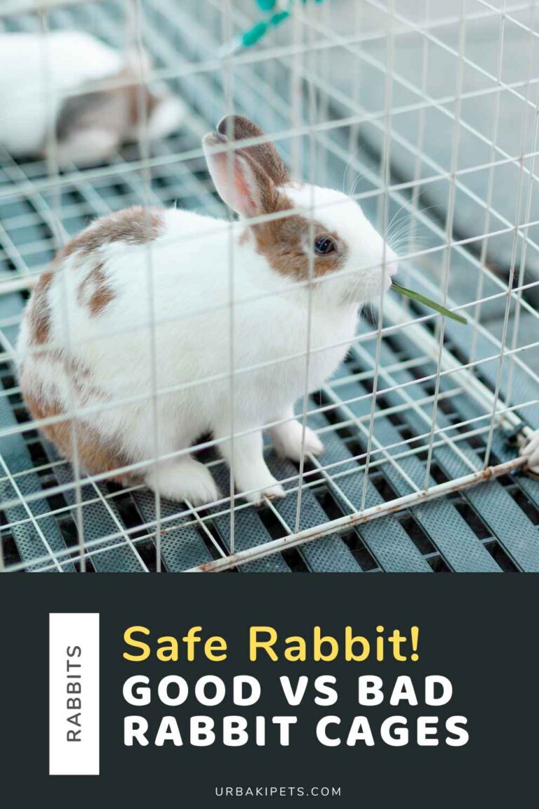 Safe Rabbit! Good vs Bad Rabbit Cages – Urbaki Pets
