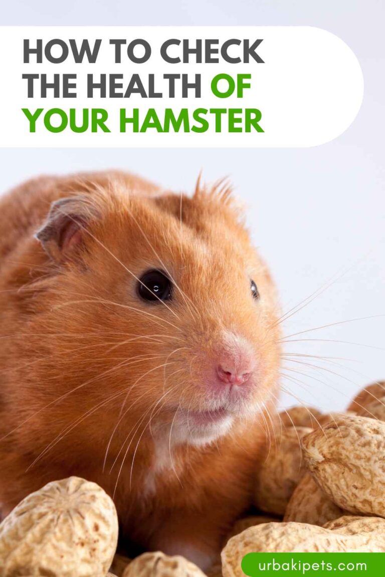 Photo inspiration: Ear Health Issues In Hamsters Reference: How To Check The Health Of Your Hamster