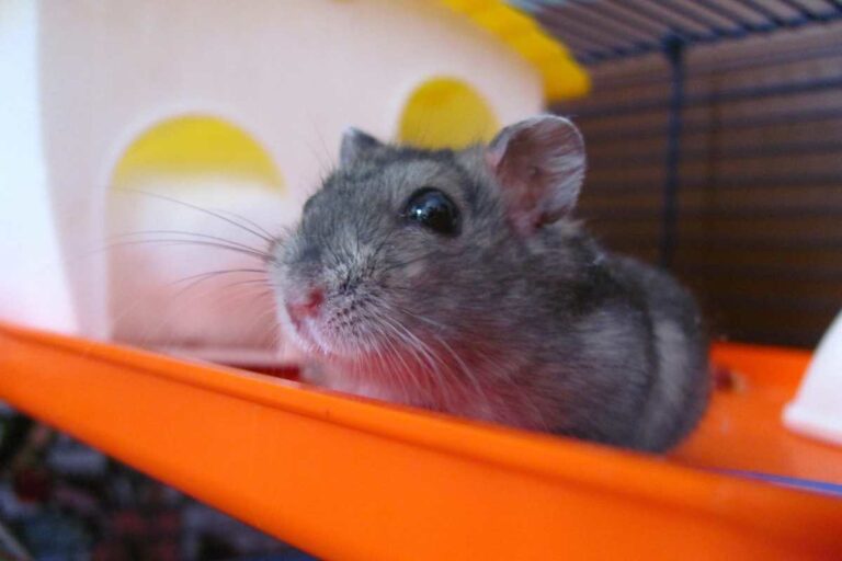 Photo inspiration: Visual Reference: Creating An Enriching Environment For Hamsters Beyond The Typical