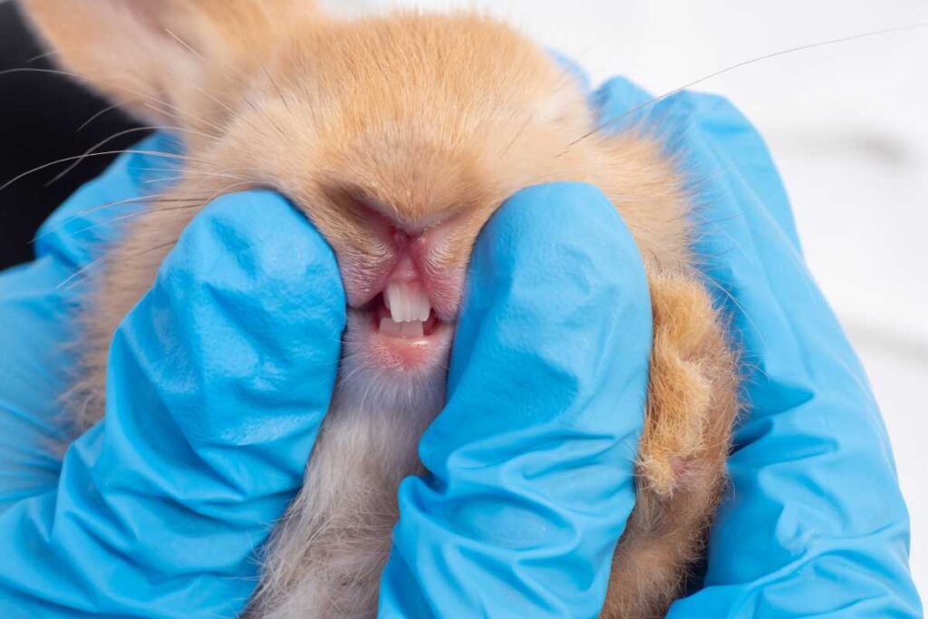 Dental Health in Rabbits: Importance and Prevention Methods – Urbaki Pets