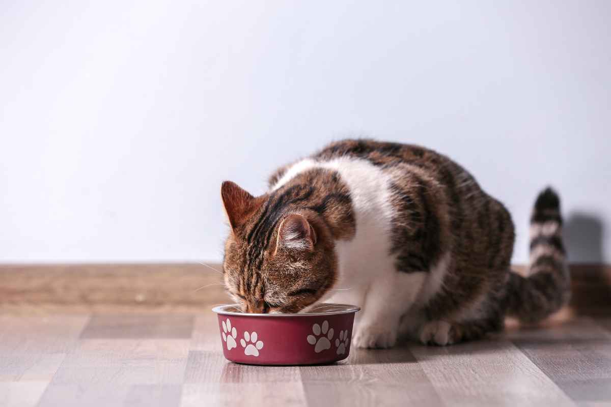 View of The Best Natural Remedies for Common Cat Ailments – Urbaki Pets