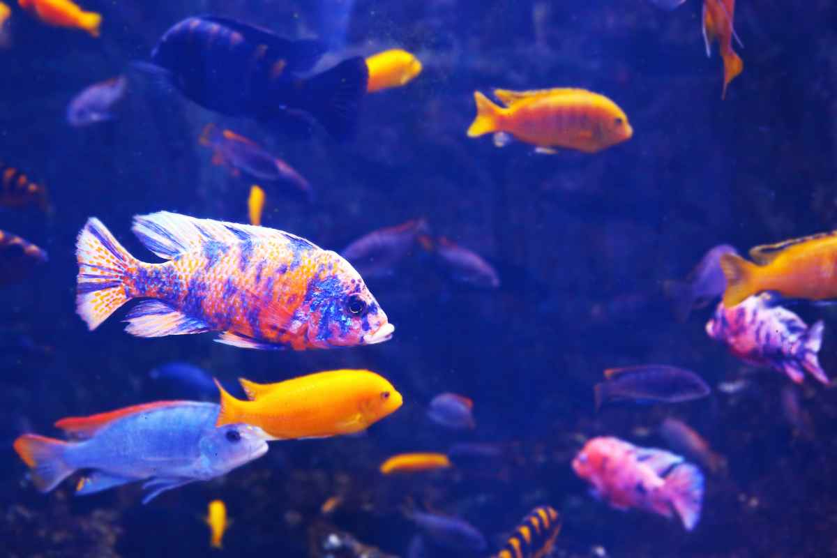 Image showcasing Creating an Eco-Friendly Fish Tank: Best Sustainable Practices – Urbaki ...