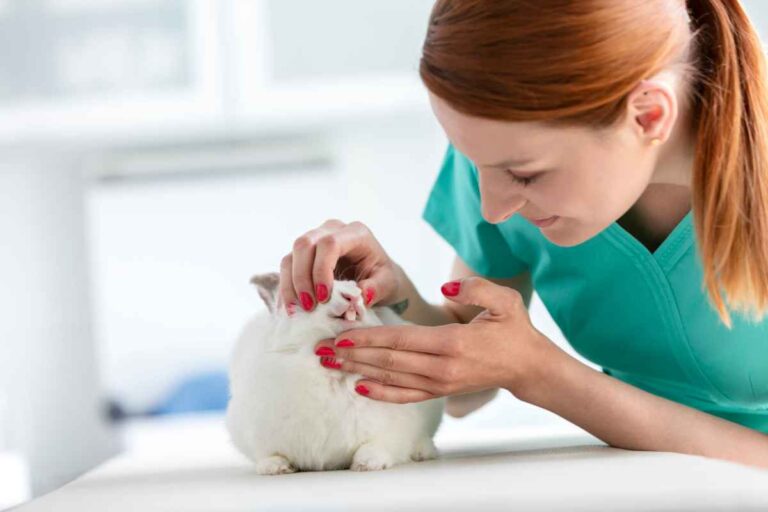 View of Dental Health in Rabbits: Importance and Prevention Methods – Urbaki Pets