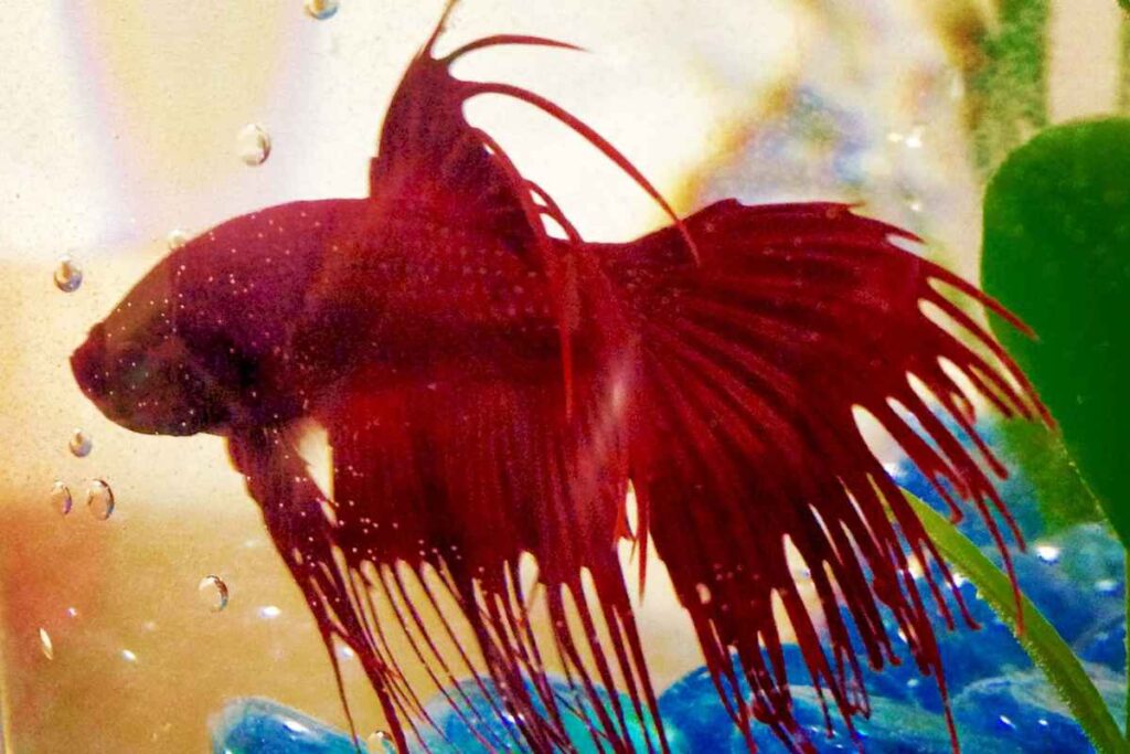 How to Know if your Fish is Stressed and What to Do About it? – Urbaki Pets