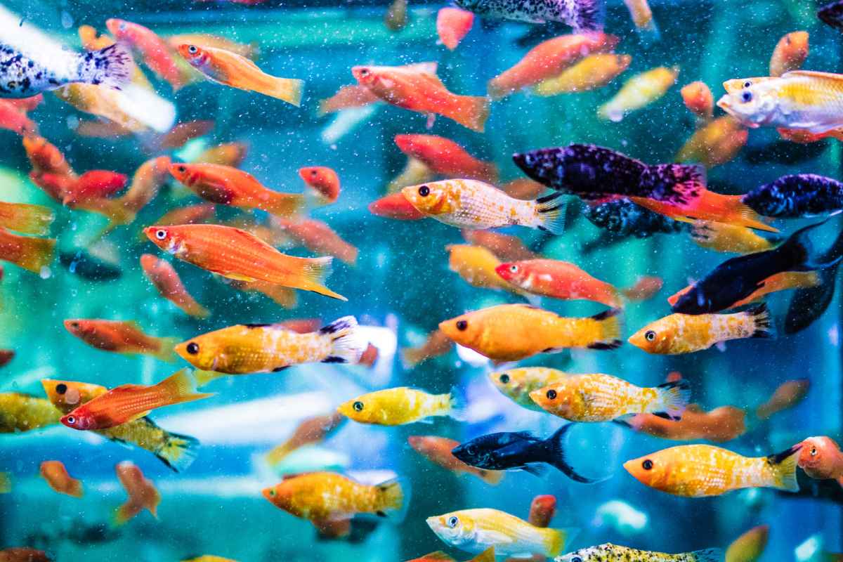 How to Know if your Fish is Stressed and What to Do About it? – Urbaki Pets