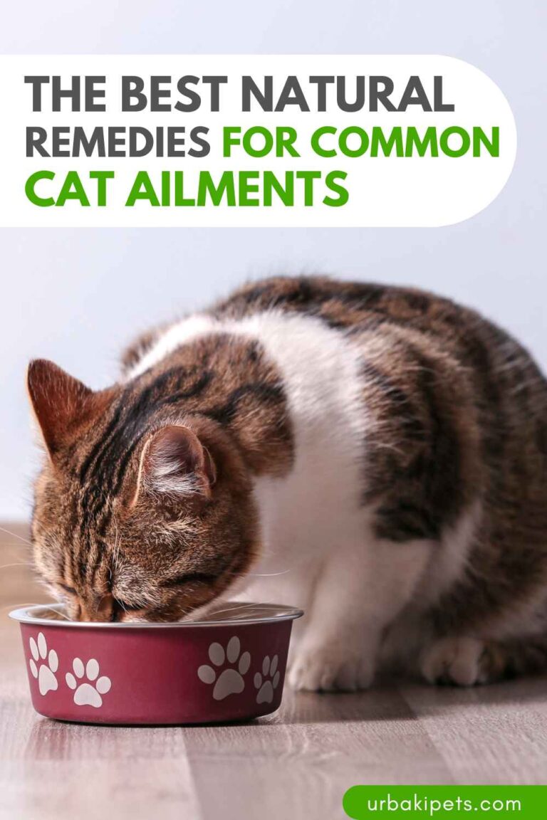 Photo inspiration: Gallery Detail: The Best Natural Remedies For Common Cat Ailments