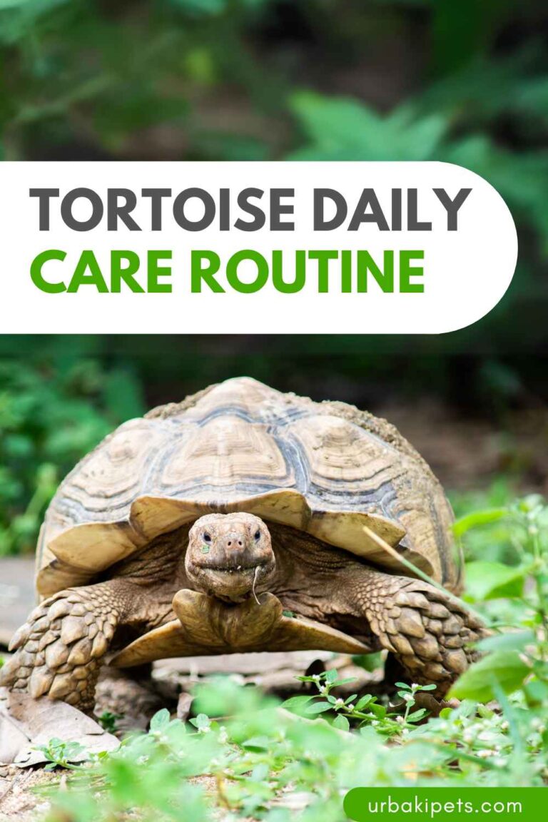 Crucial for Their Overall Health! Tortoise Daily Care Routine – Urbaki Pets
