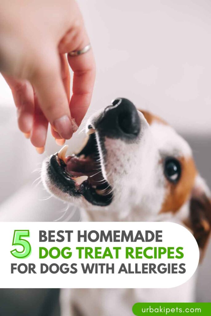 5 Best Homemade Dog Treat Recipes for Dogs with Allergies – Urbaki Pets
