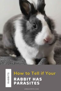 How to Tell if Your Rabbit Has Parasites – Urbaki Pets