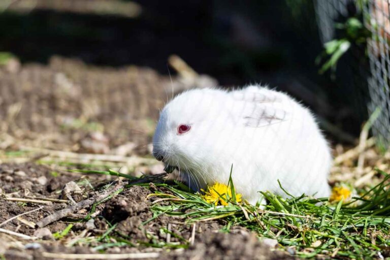 The Ultimate Guide to Outdoor Rabbit Enclosures: Safety, Comfort, and ...