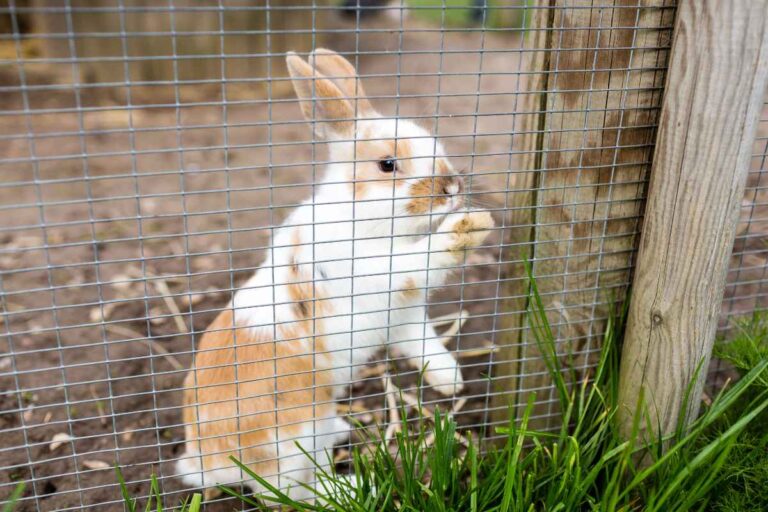 Outdoor Rabbit The Ultimate Guide to Outdoor Rabbit Enclosures: Safety, Comfort, and ...