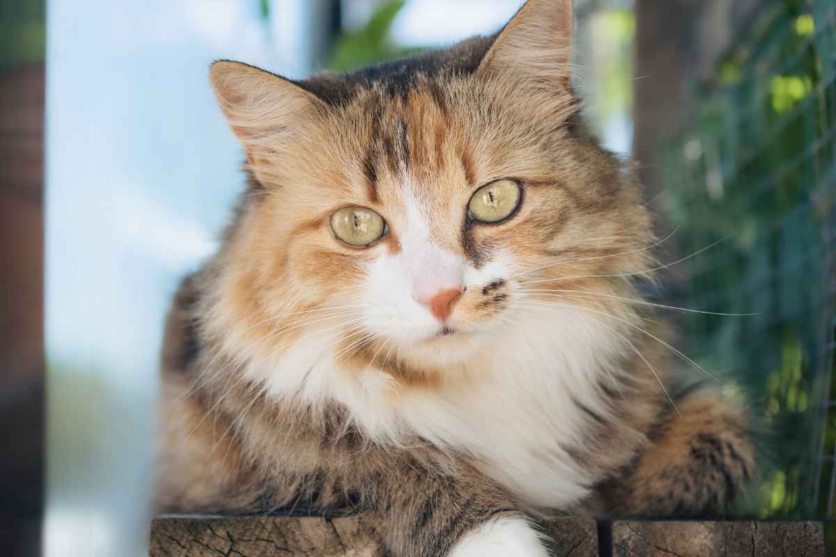 Outdoor Cat Enclosures with Garden Spaces: How to Create a Natural Cat ...
