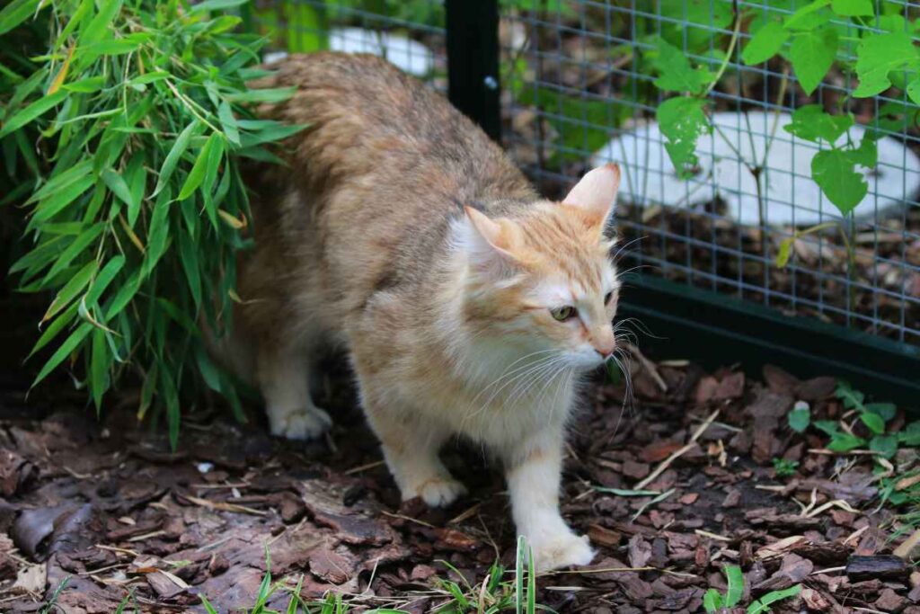 Outdoor Cat Enclosures with Garden Spaces: How to Create a Natural Cat ...