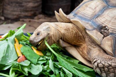 Stunning Healthy Reptile Food Nutrients image