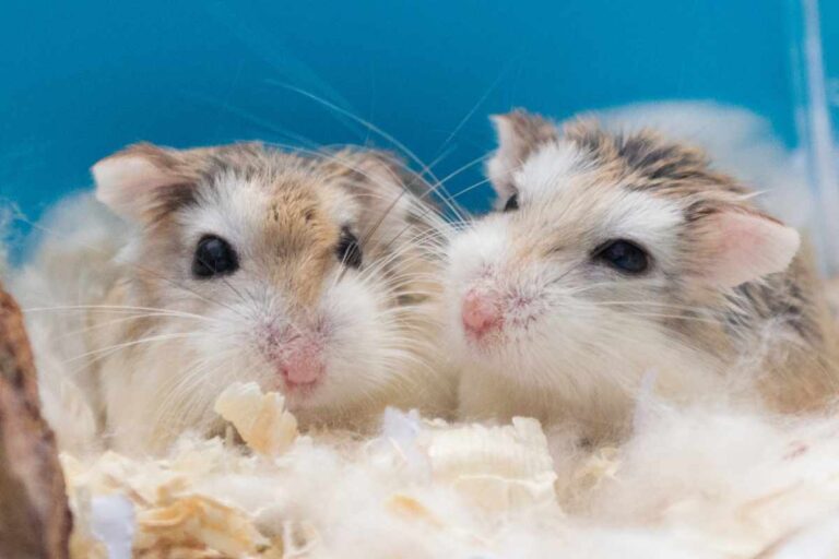 Picture of Is It Better to Have a Hamster Alone or in Pairs? – Urbaki Pets