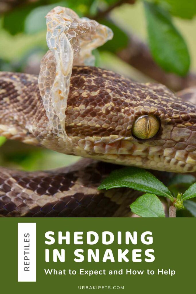 Shedding in Snakes – What to Expect and How to Help – Urbaki Pets - Feeding Adult Pet Snakes To Promote Shedding