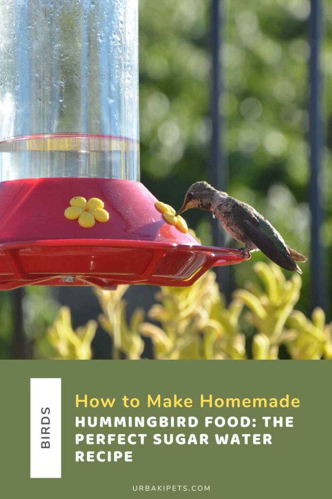 How to Make Homemade Hummingbird Food: The Perfect Sugar Water Recipe ...