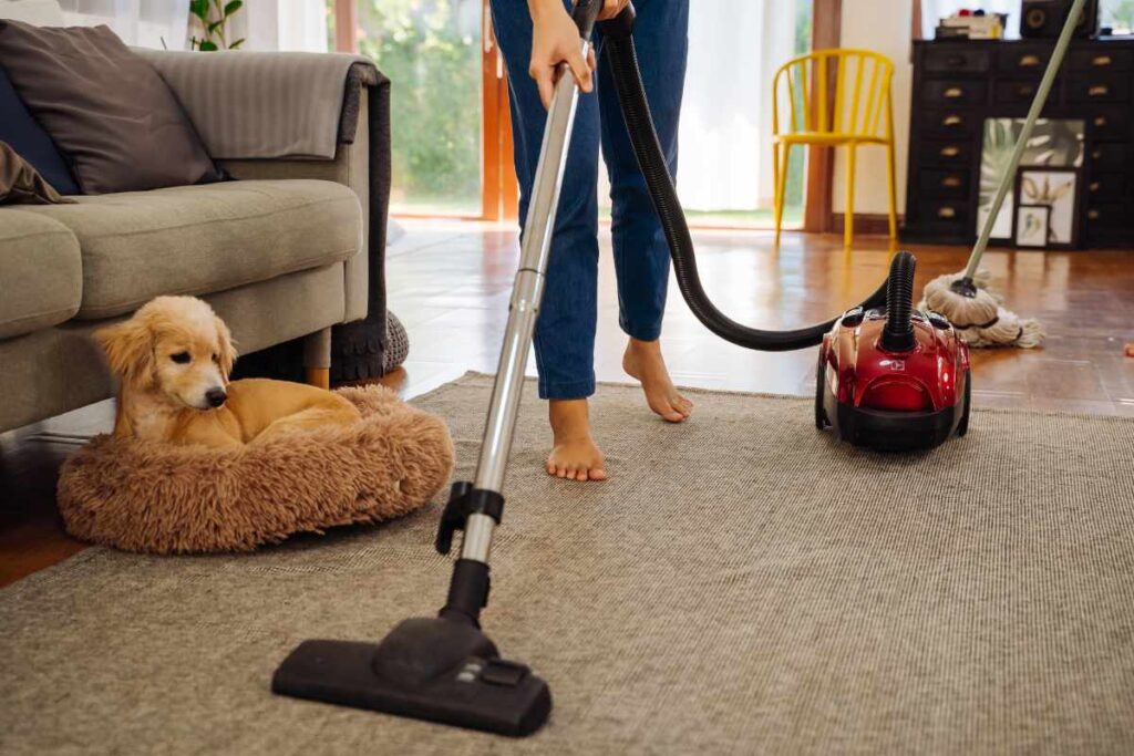 Curated visual reference: Gallery Detail: How To Naturally Repel Fleas Without Using Harsh Chemicals