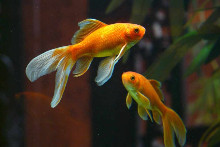 Goldfish Tank Setup Ideas That Prevent Common Illnesses – Urbaki Pets