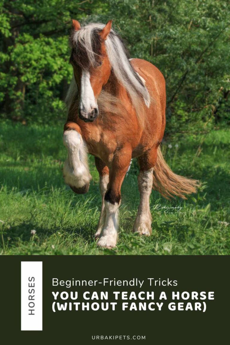 Beginner-Friendly Tricks You Can Teach a Horse (Without Fancy Gear ...