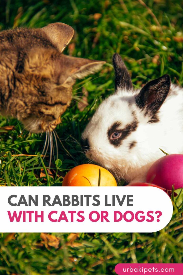 Can Rabbits Live with Cats or Dogs? – Urbaki Pets
