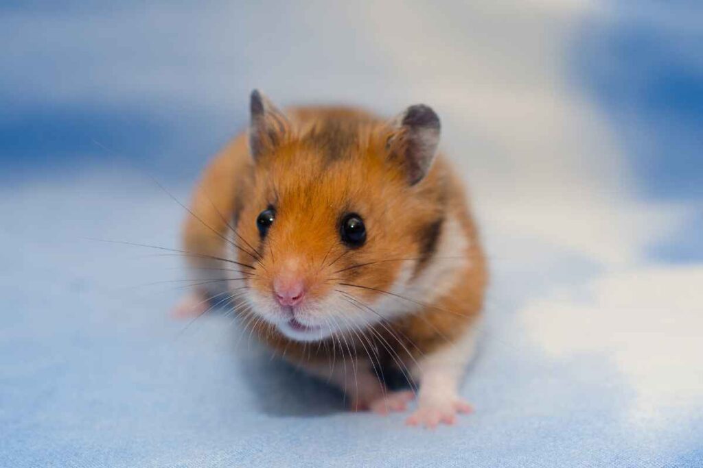 Photo inspiration: Gallery Detail: Hamster Agility Courses DIY Fun That Keeps Them Active