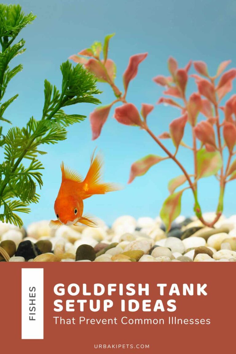Picture of Goldfish Tank Setup Ideas That Prevent Common Illnesses – Urbaki Pets