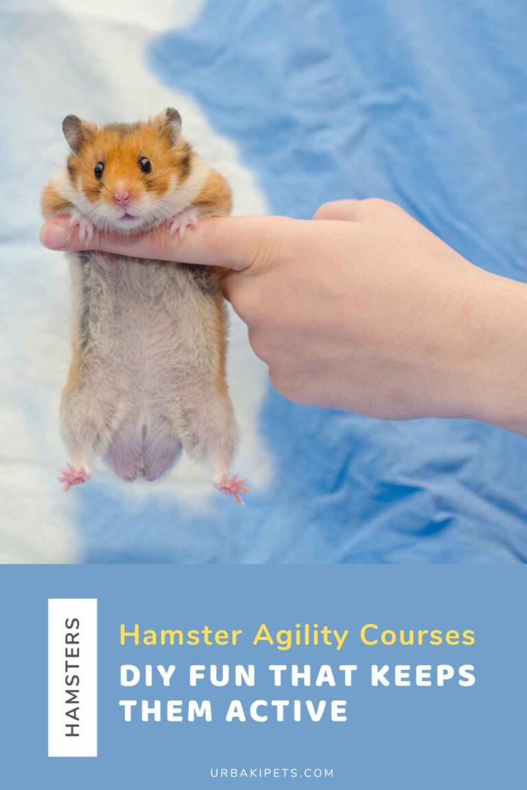 Curated visual reference: Visual Reference: Hamster Agility Courses DIY Fun That Keeps Them Active