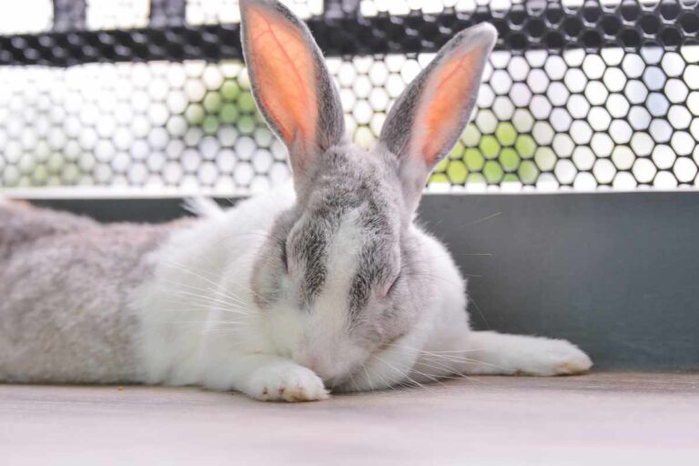 Senoir Rabbit Caring for Senior Rabbits – What Changes to Expect and How to Help ...