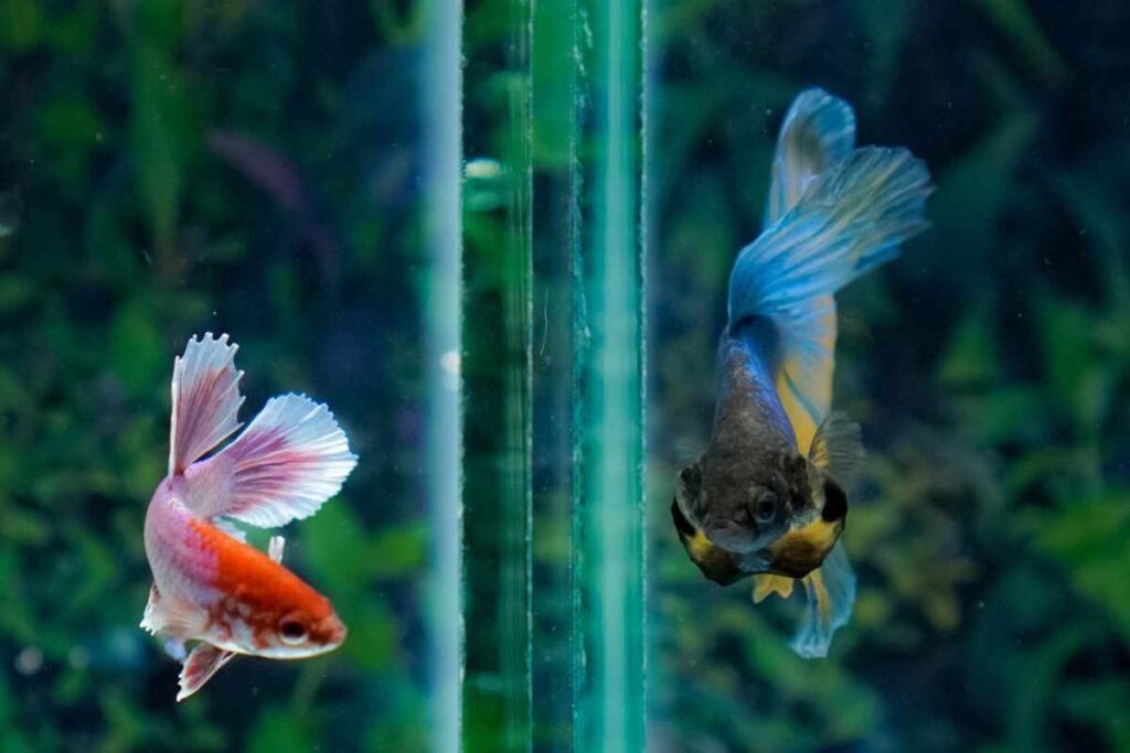 Betta Fish Enrichment Ideas for a Happier, More Active Pet – Urbaki Pets