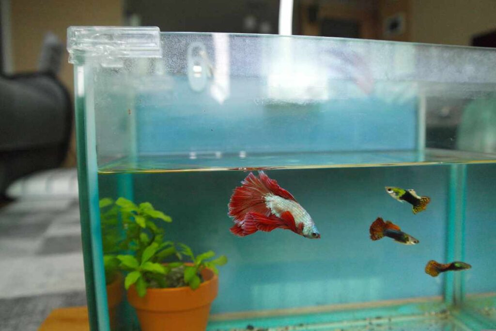 Betta Fish Enrichment Ideas for a Happier, More Active Pet – Urbaki Pets