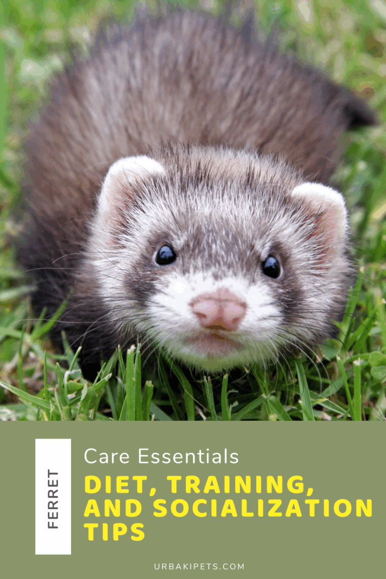 Ferret Tips Ferret Care Essentials: Diet, Training, and Socialization Tips β Urbaki ...