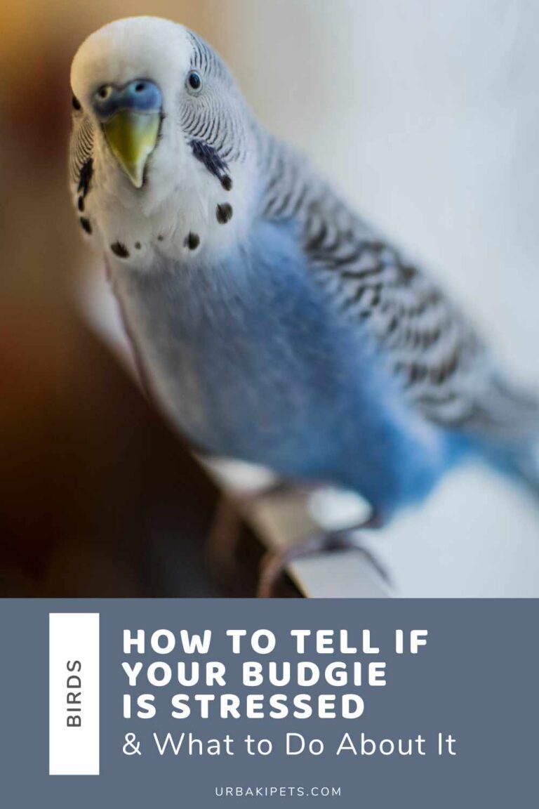 How to Tell If Your Budgie Is Stressed and What to Do About It – Urbaki ...