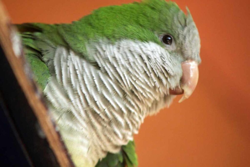 Picture Idea: Quaker Parrots Personality And Social Needs