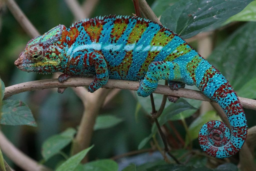 Panther Chameleons – Color Changes and Environment – Urbaki Pets