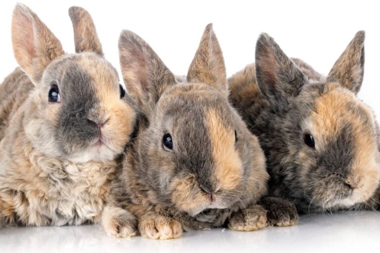 Rex Rabbit Colonies Rex Rabbits: Social Behavior and Handling โ Urbaki Pets
