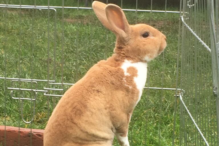 Rex Rabbits: Social Behavior and Handling – Urbaki Pets